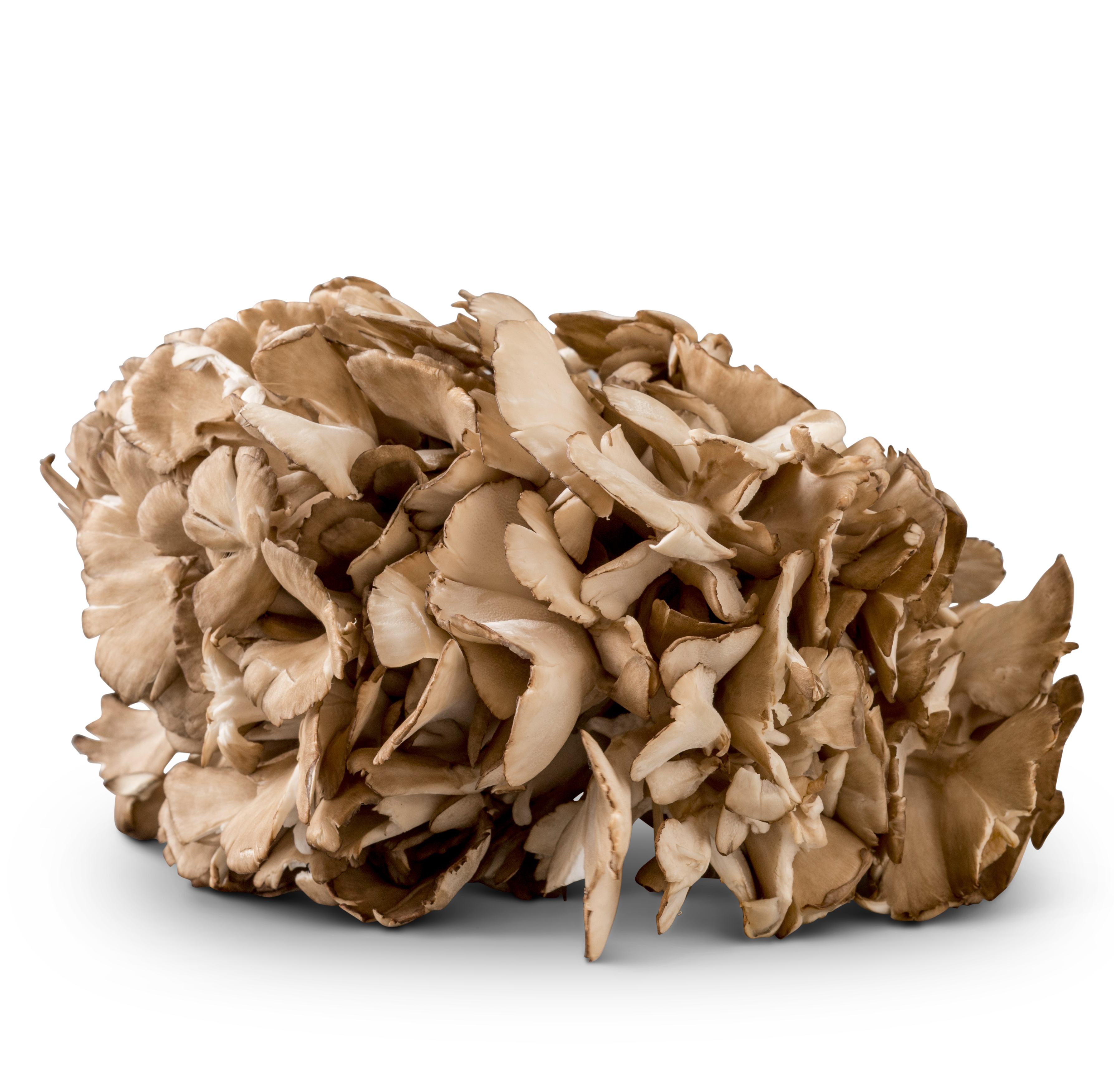 Maitake Mushrooms Monterey Mushrooms